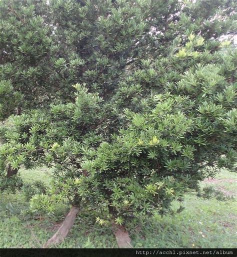 羅漢松開花|羅漢松｜亞泥生態園區官方網站植物生態－花蓮生態復